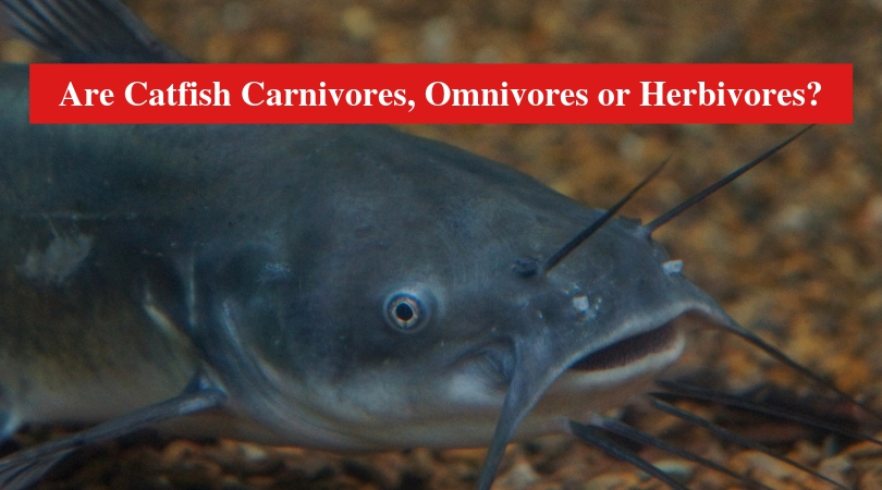 Are Catfish Carnivores, Omnivores or Herbivores?