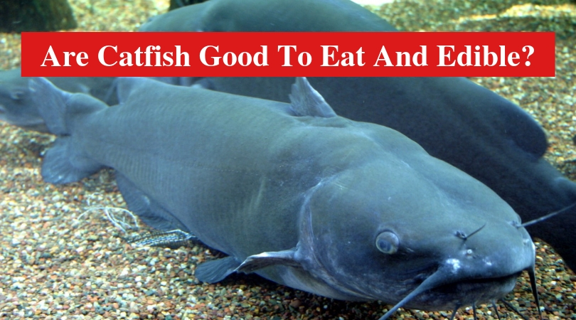 Are Catfish Good To Eat And Edible?