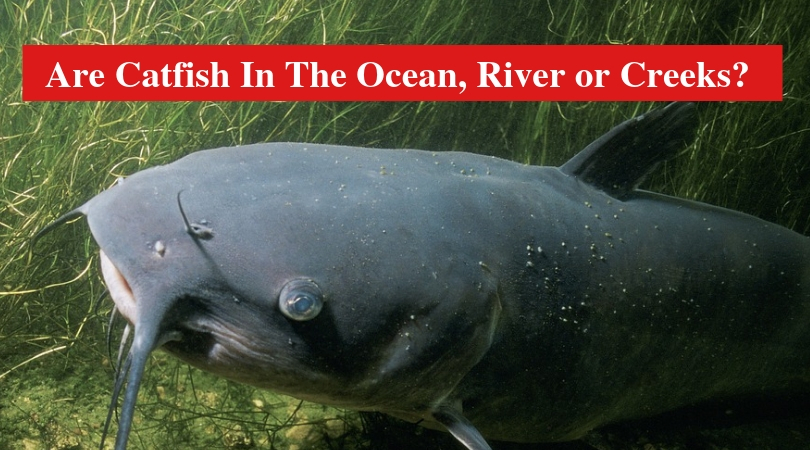 Are Catfish In The Ocean, River or Creeks?