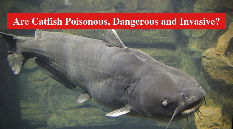 Are Catfish Poisonous, Dangerous and Invasive?
