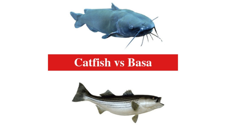 Catfish vs Basa: The Differences Between Catfish and Basa - HookedOnCatfish