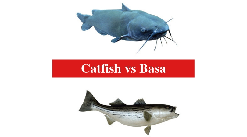 Catfish vs Basa