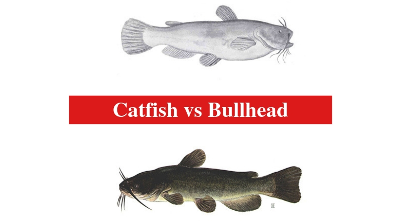 Catfish vs Bullhead