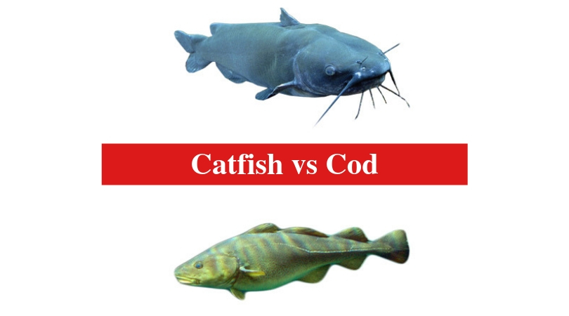 Catfish vs Cod