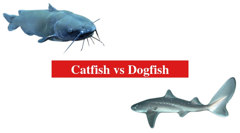 Catfish vs Dogfish