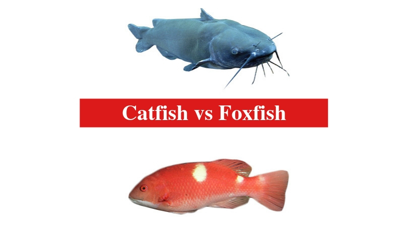 Catfish vs Foxfish