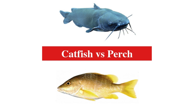 Catfish vs Perch
