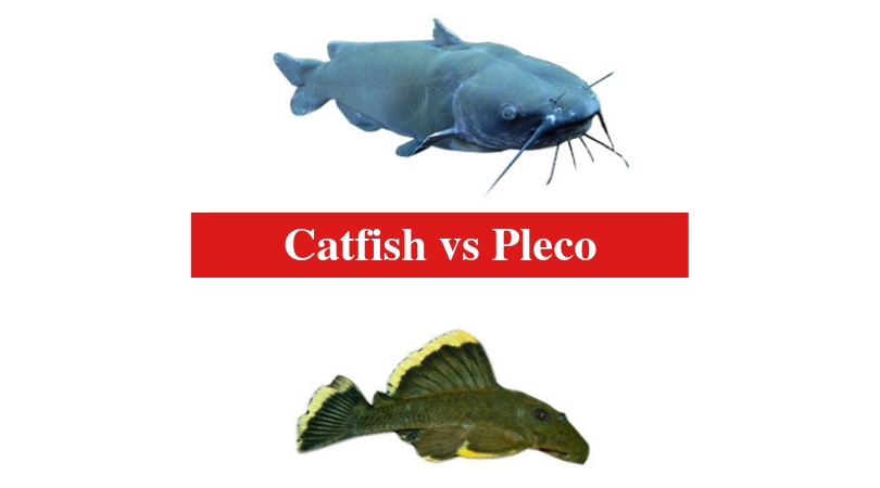 Catfish vs Pleco