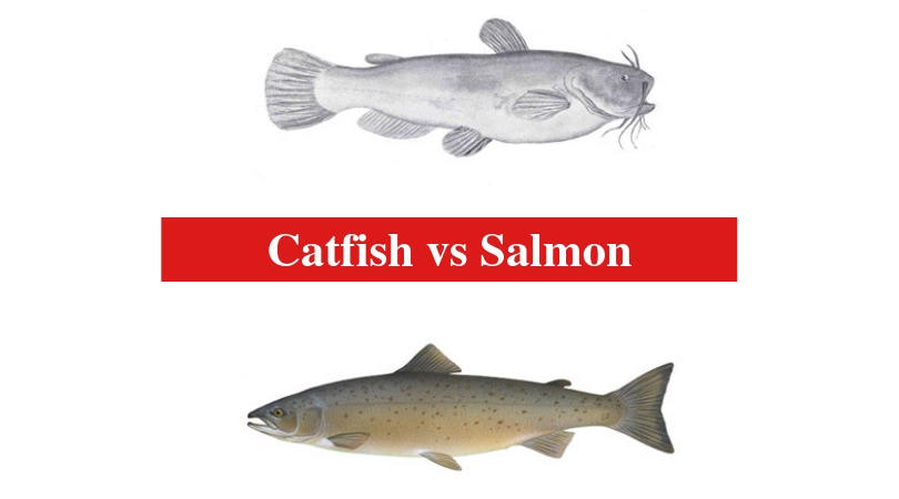 Catfish vs Salmon