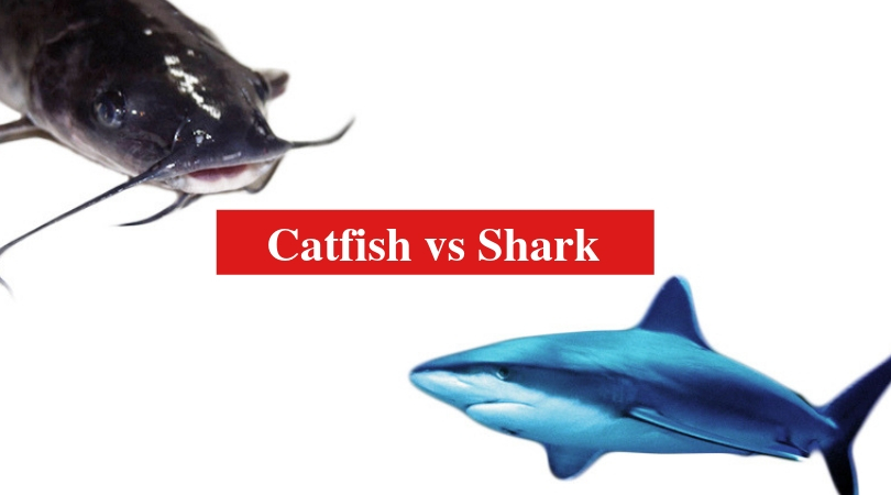 Catfish vs Shark