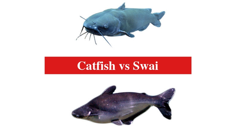 Catfish vs Swai