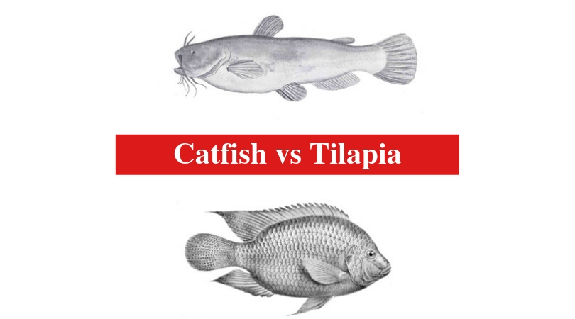 Catfish vs Tilapia