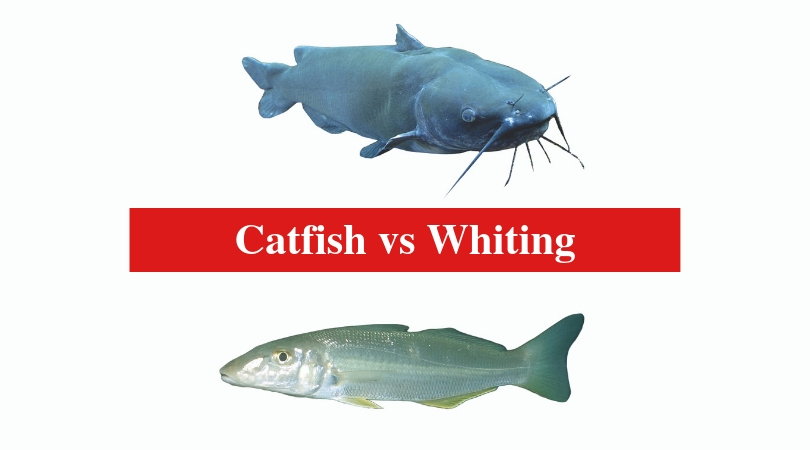 Catfish vs Whiting