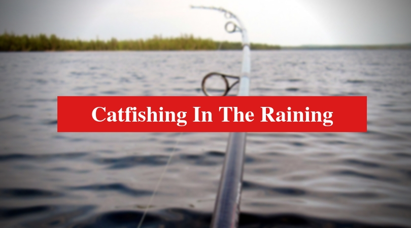 Catfishing în ploua