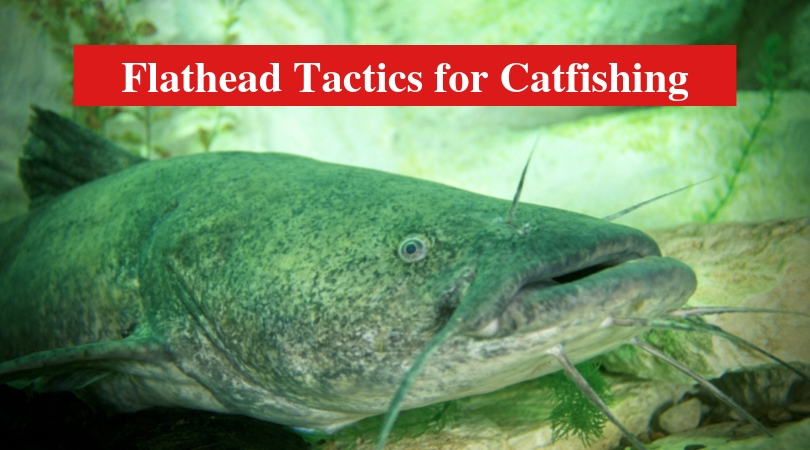 Flathead Tactics for Catfishing