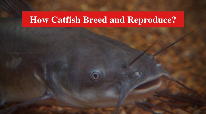 How Catfish Breed and Reproduce?