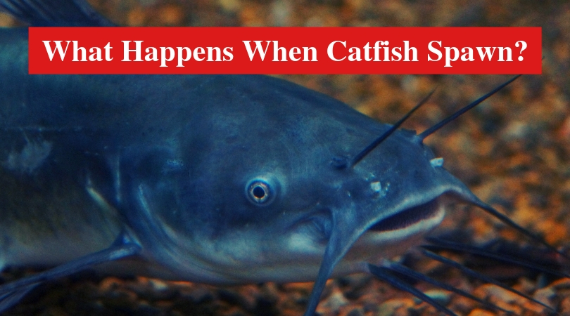What Happens When Catfish Spawn?