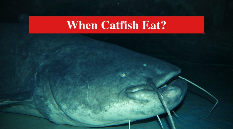 When Catfish Eat?