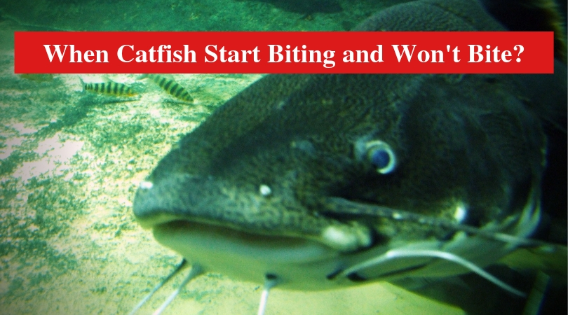 When Catfish Start Biting and Won't Bite