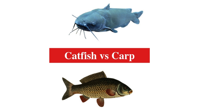 Catfish vs Carp