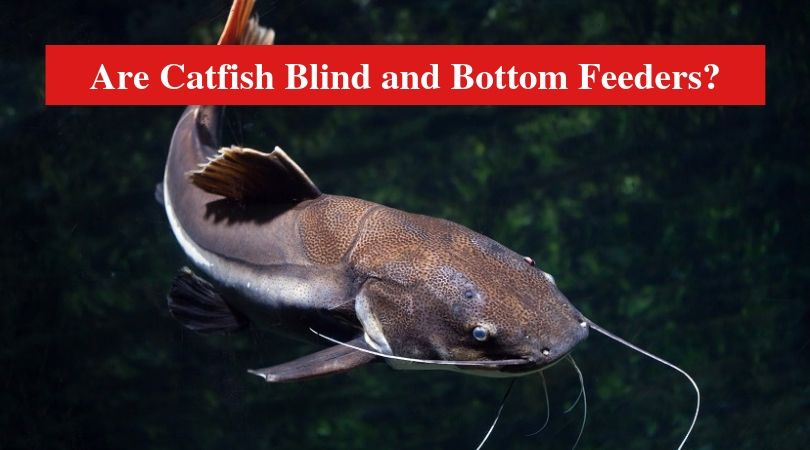 Are Catfish Blind and Bottom Feeders? - HookedOnCatfish