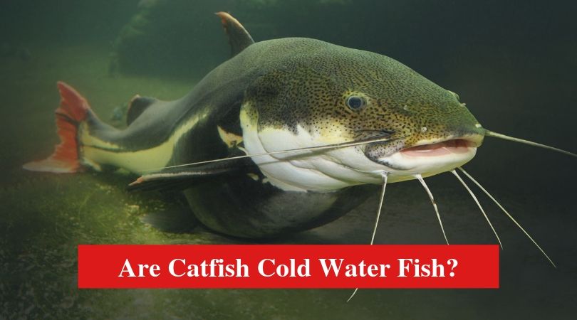 Are Catfish Cold Water Fish?