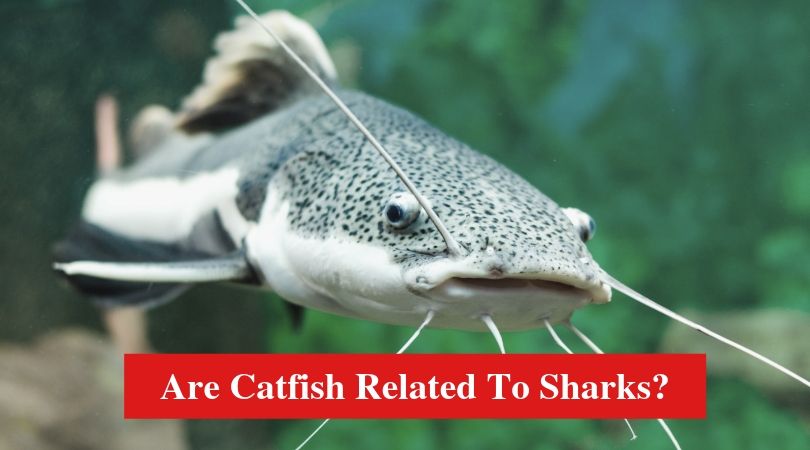 Are Catfish Related To Sharks?