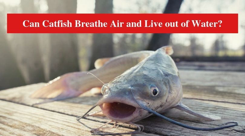 Can Catfish Breathe Air and Live out of Water? - HookedOnCatfish