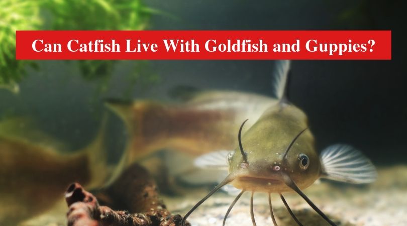 Can Catfish Live With Goldfish and Guppies?