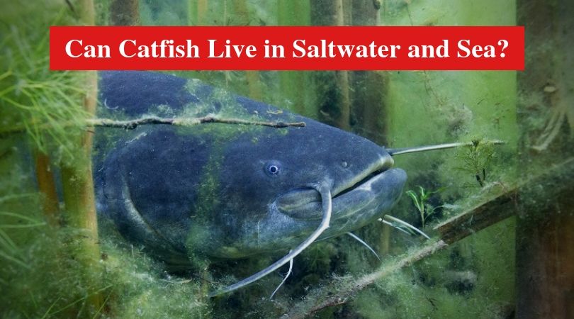 Can Catfish Live in Saltwater and Sea?