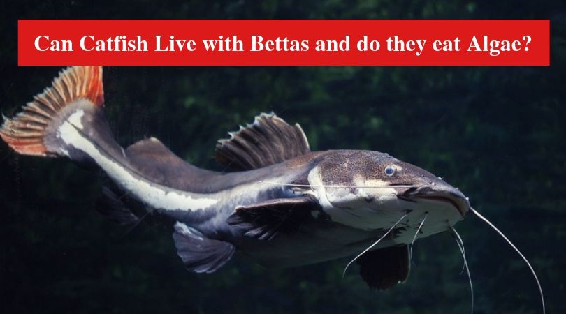 Can Catfish Live with Bettas and do they eat Algae?