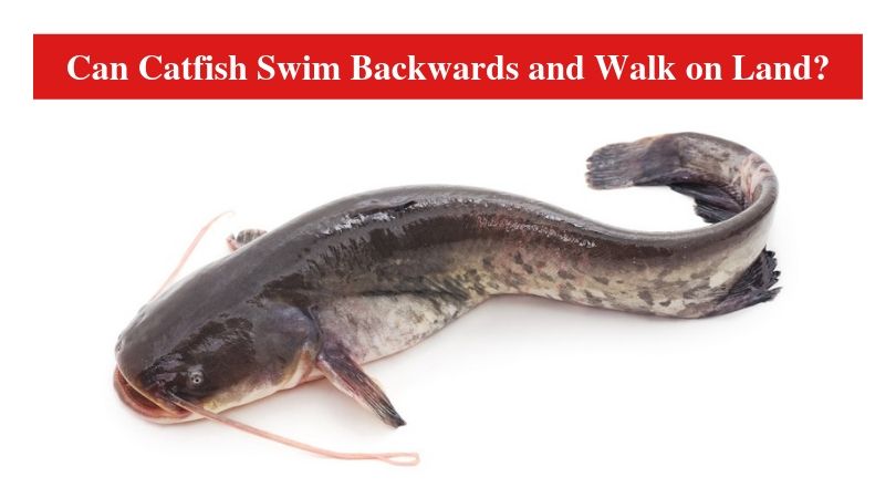 Can Catfish Swim Backwards and Walk on Land?