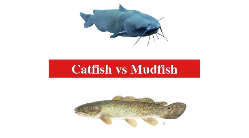 Catfish vs Mudfish