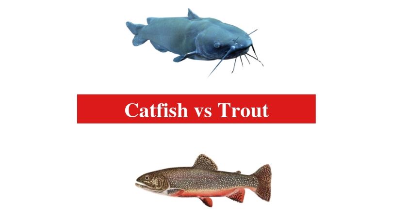 Catfish vs Trout