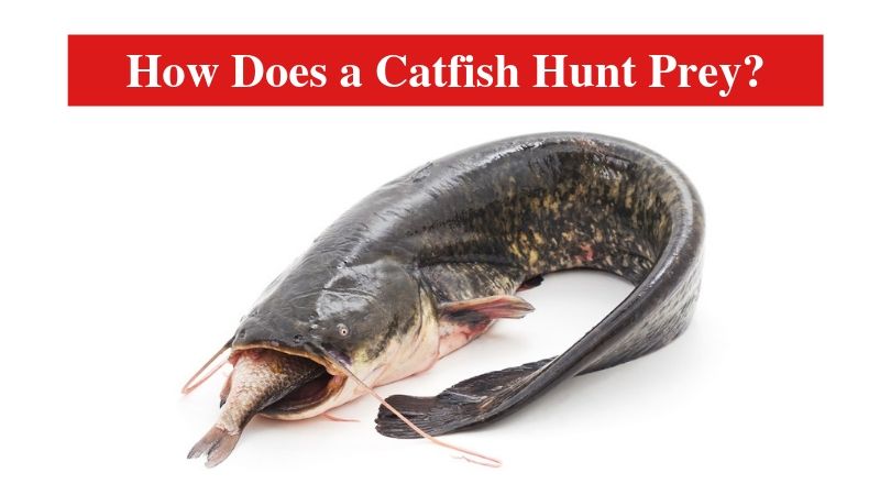 How Does a Catfish Hunt Prey?