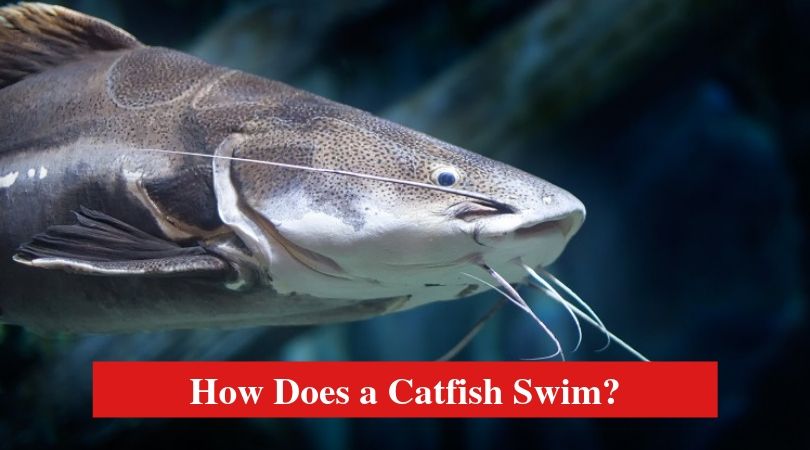 How Does a Catfish Swim?