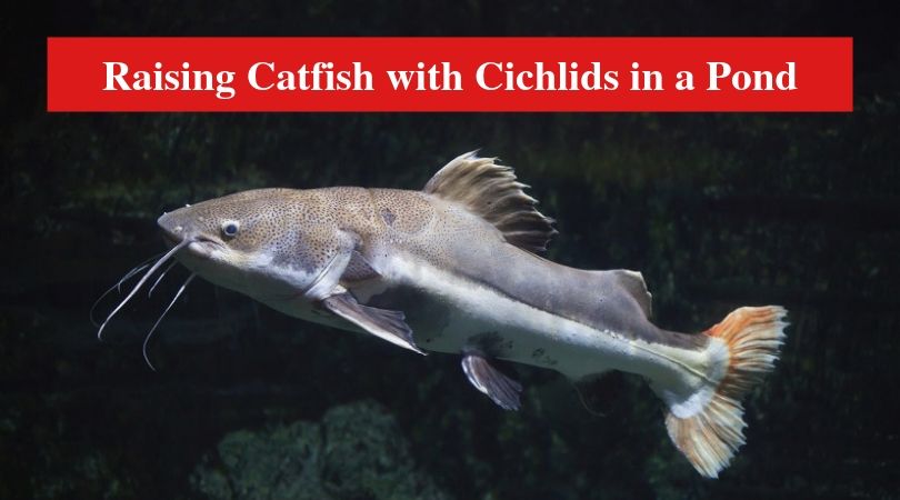 Raising Catfish with Cichlids in a Pond