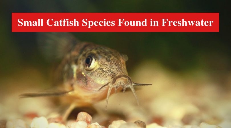 Small Catfish Species Found in Freshwater