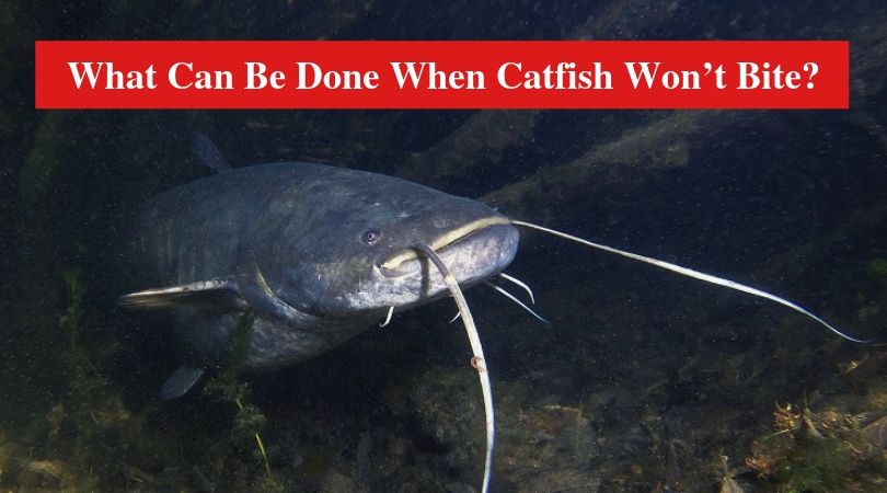 What Can Be Done When Catfish Won’t Bite?