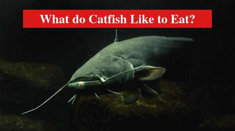 What do Catfish Like to Eat?