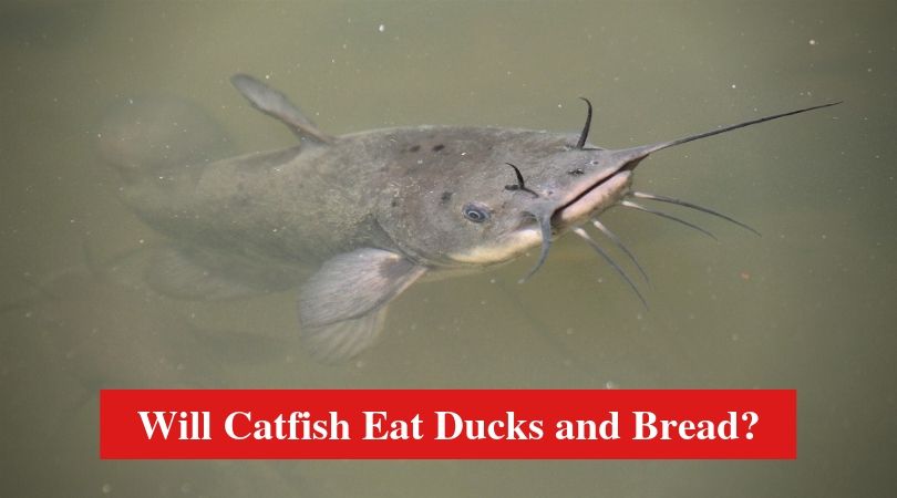 Will Catfish Eat Ducks and Bread?