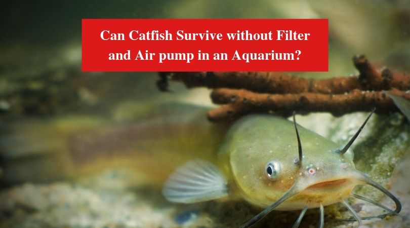 Can Catfish Survive without Filter and Air pump in an Aquarium?