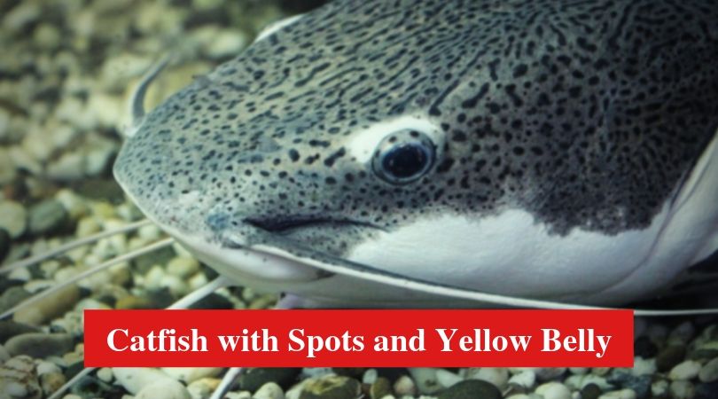 Catfish with Spots and Yellow Belly