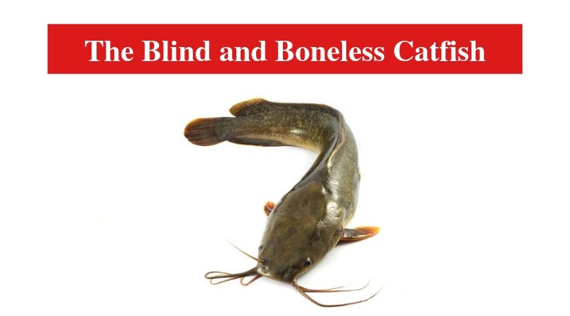 The Blind and Boneless Catfish