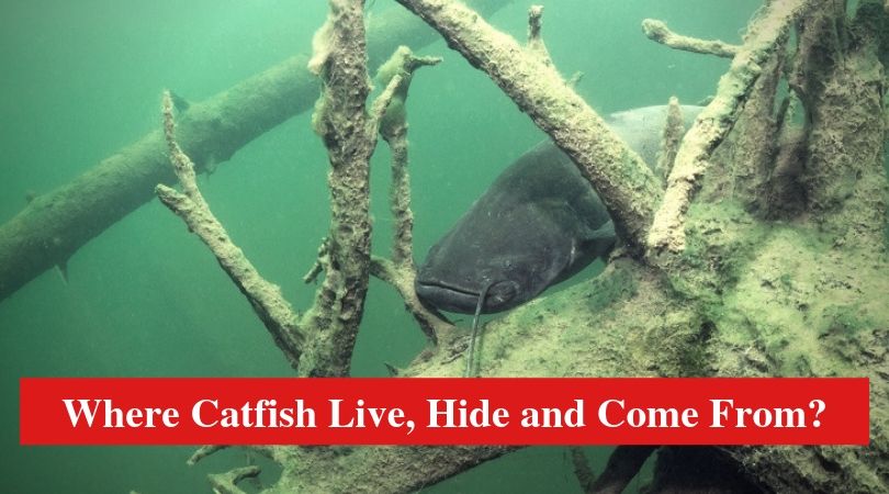 Where Catfish Live, Hide and Come From?
