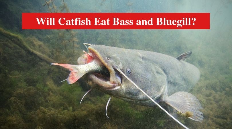 Will Catfish Eat Bass and Bluegill?