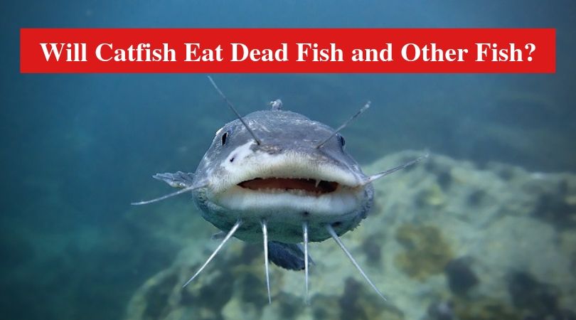 Will Catfish Eat Dead Fish and Other Fish?