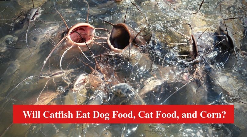 Will Catfish Eat Dog Food, Cat Food, and Corn?