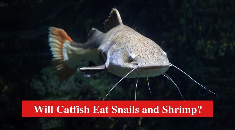 Will Catfish Eat Snails and Shrimp?