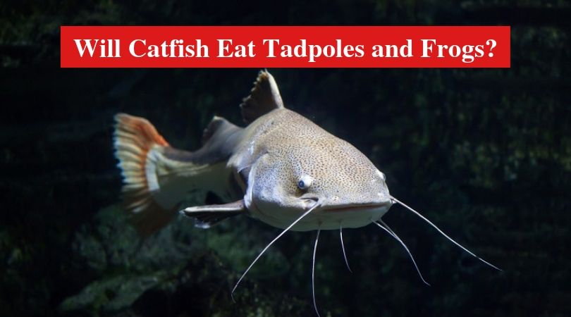 Will Catfish Eat Tadpoles and Frogs?